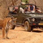 Tiger Jeep Safari