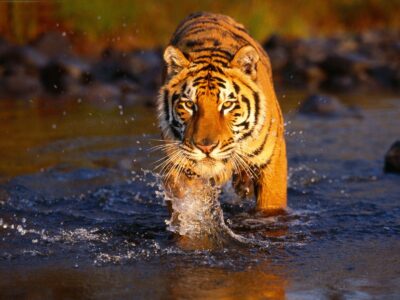 Tiger in Ranthambore