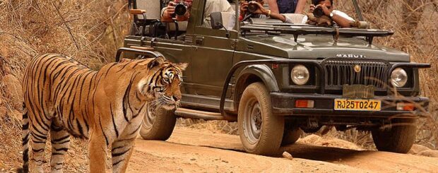 Tiger Safari by Jeep