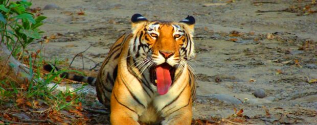 Periyar National Park